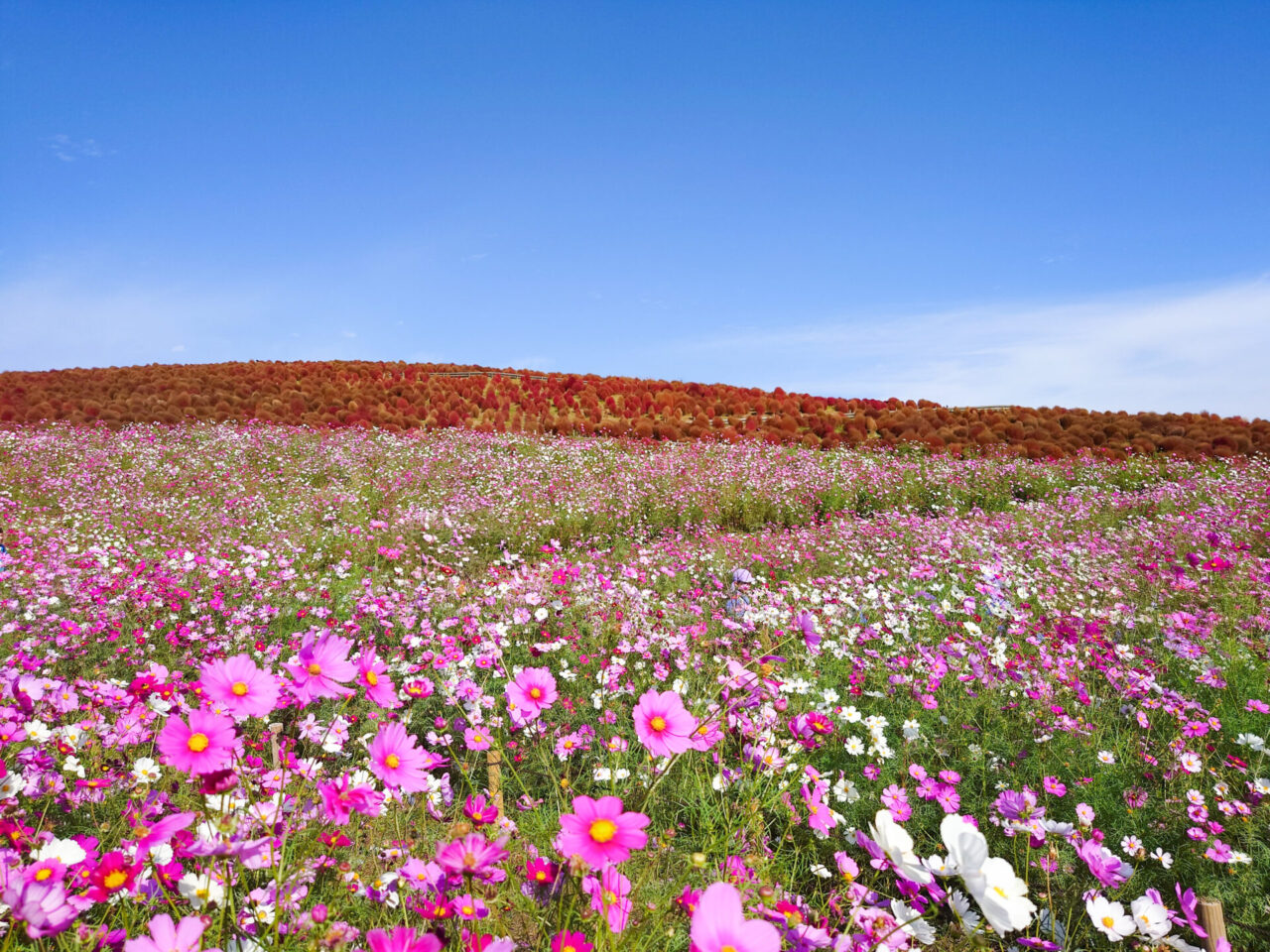 Pink and white cosmos flowers with autumn-colored kochia under a blue sky