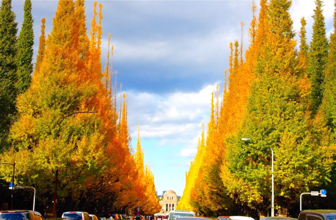 Golden ginkgo trees at Meiji Jingu Gaien in Tokyo