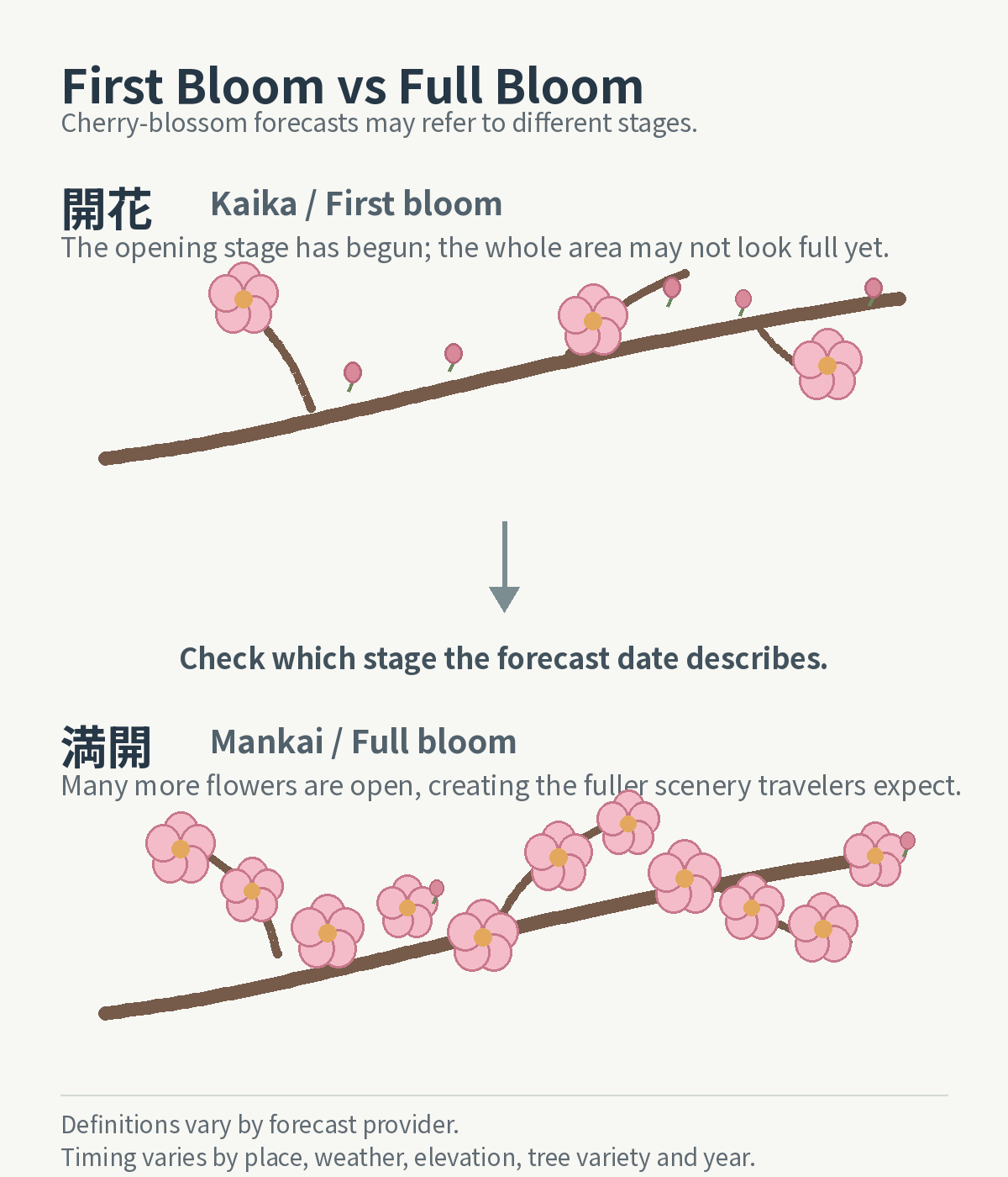 Diagram showing sparse blossoms at kaika, or first bloom, and a fuller branch at mankai, or full bloom